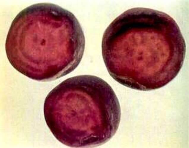 Kirazda Bor Eksikliği Nedir, Nasıl Anlaşılır? Kirazda Bor Noksanlığı