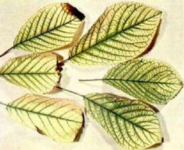 Kirazda Demir Noksanlığı