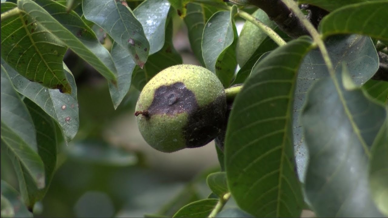 Ceviz İlaçlama Programı