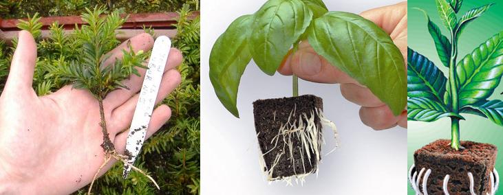 Çelik Köklendirilmesi İçin Saf İndol Butirik Asit (İBA) Nasıl Kullanılır?