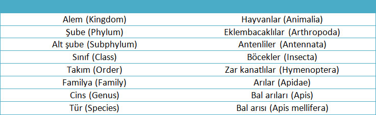 <a title='Böcek Morfolojisi Ders Notları' href='https://www.muhendistarim.com.tr/konu/3706/bocek-morfolojisi-ders-notlari'>Böcek</a> Taksonomisi Nedir? Böcek Taksonomisi Nedir?