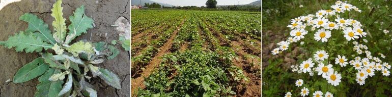 Polygonum Perfoliatum L. 