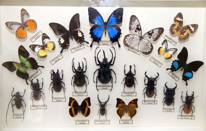 <a title='Böceklerde Başkalaşım Aşamaları Nelerdir? Örneklerle Açıklama' href='https://www.muhendistarim.com.tr/konu/310/boceklerde-baskalasim-asamalari-nelerdir-orneklerle-aciklama'>Böcek</a> Ekolojisi Nedir? Böcek Ekolojisi Nedir?