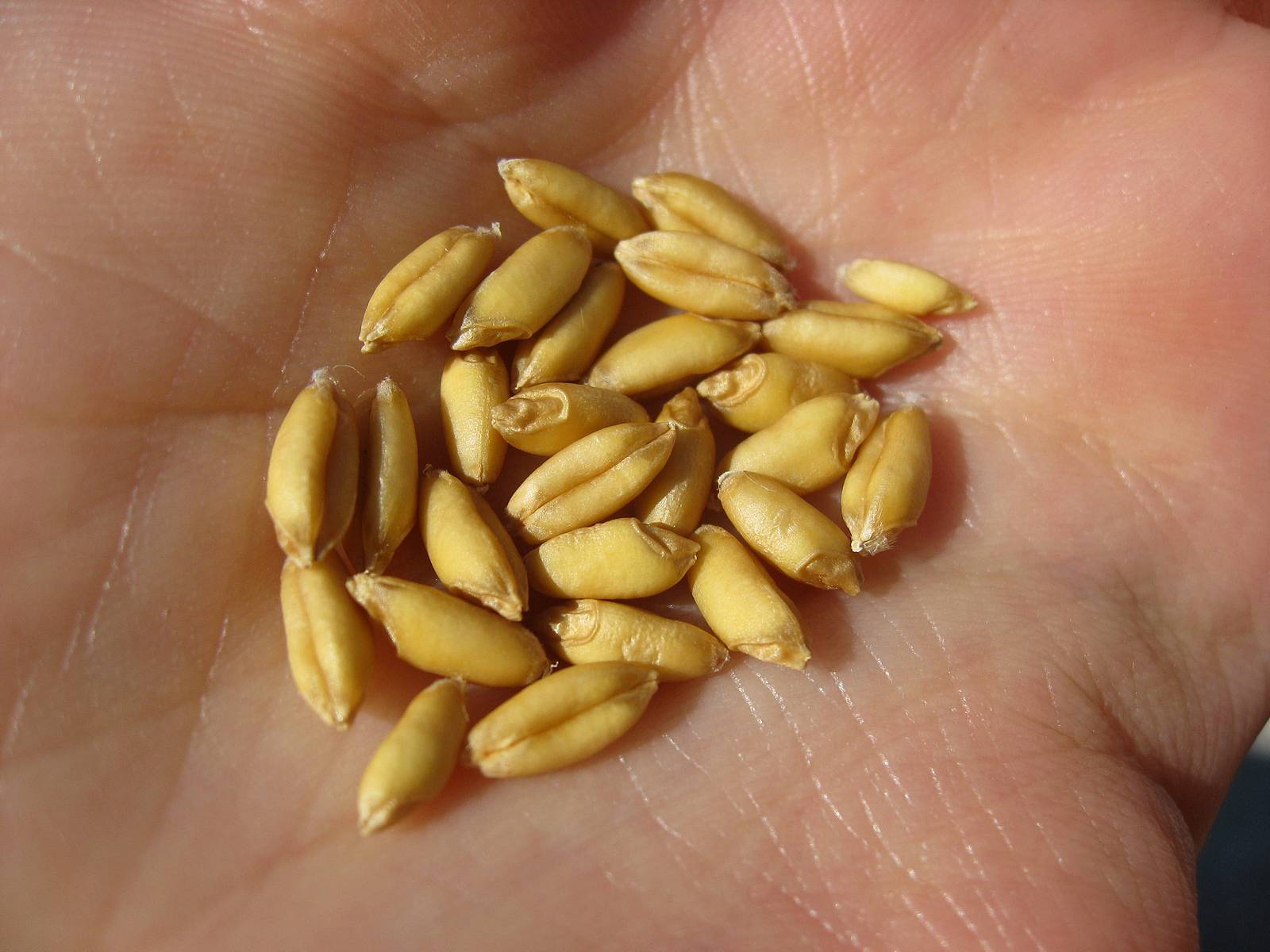 <a title='Buğdayda Yüksek Verim İçin Nelere Dikkat Etmek Gerekir?' href='https://www.muhendistarim.com.tr/konu/4062/bugdayda-yuksek-verim-icin-nelere-dikkat-etmek-gerekir'>Buğdayda</a> Kalite Özellikleri Nelerdir? Buğday