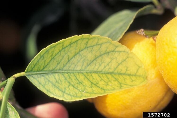 Ayva Ağaçlarında Azot Noksanlığı