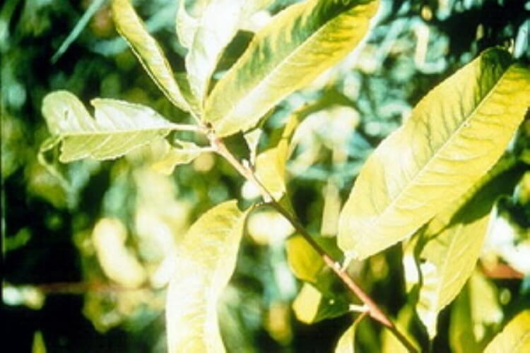 Şeftali Magnezyum Eksikliği Nedir, Nasıl Anlaşılır?