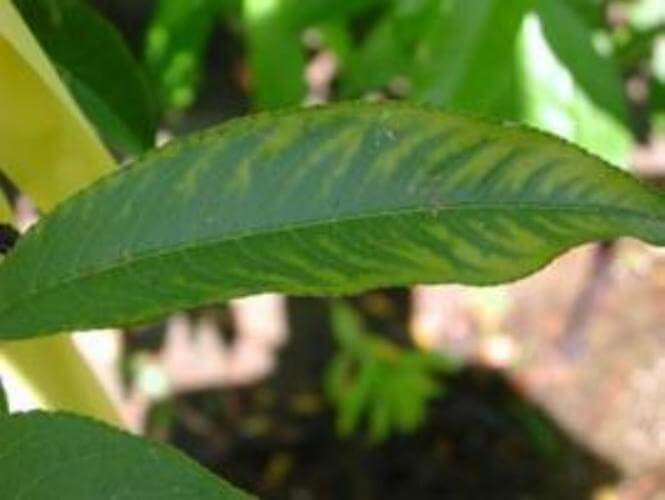 Şeftali Ağaçlarında Mangan Eksikliği Nedir, Nasıl Anlaşılır? Şeftali Ağaçlarında Mangan Eksikliği Nedir, Nasıl Anlaşılır?