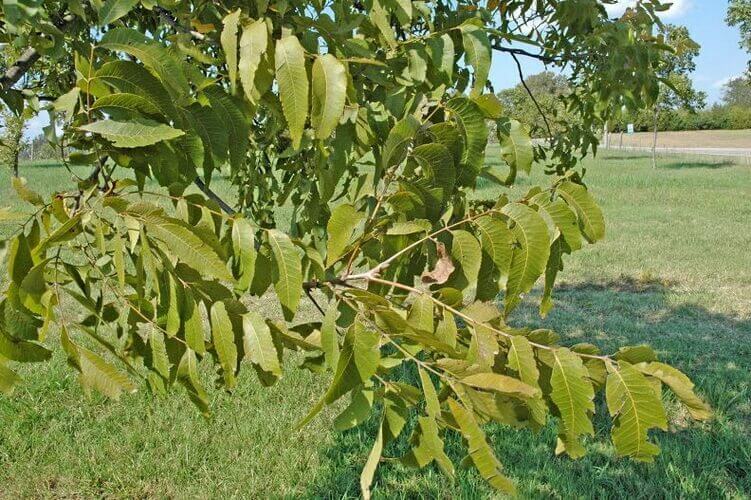 Bademde Azot Noksanlığı