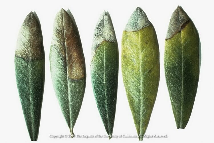 Zeytinde Potasyum Noksanlığı