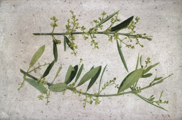 Zeytinde Kalsiyum Noksanlığı