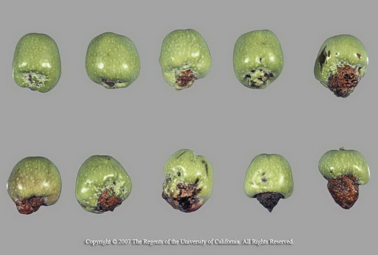 Zeytinde Bor Eksikliği Nedir, Nasıl Anlaşılır? Zeytinde Bor Noksanlığı