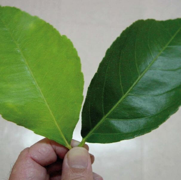 Fındıkta Azot Eksikliği Nedir, Nasıl Anlaşılır?