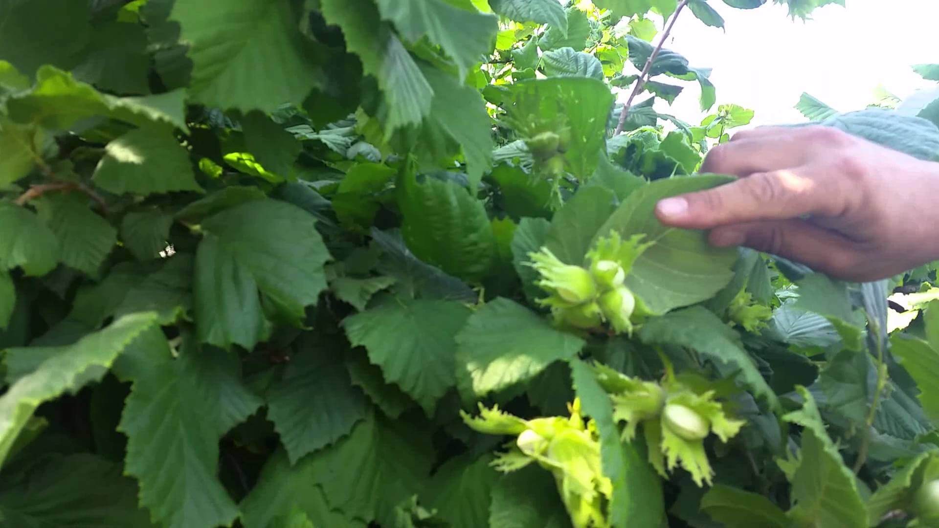 Fındıkta Demir Eksikliği Nedir, Nasıl Anlaşılır?