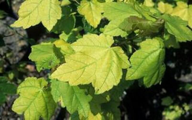 Bağlarda Demir Noksanlığı