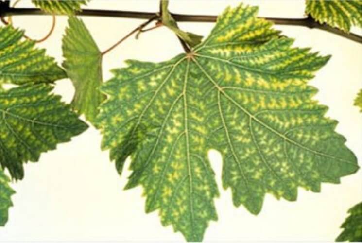 Bağda Çinko Noksanlığı