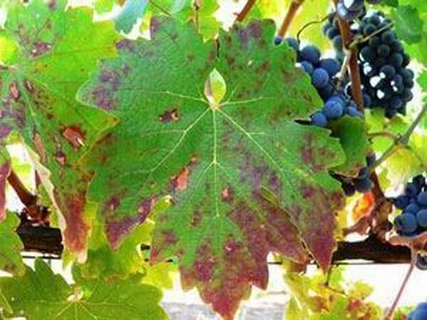 Bağda Fosfor Noksanlığı