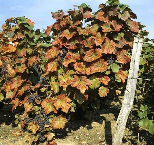 Asmada Magnezyum Eksikliği Nedir, Nasıl Anlaşılır?