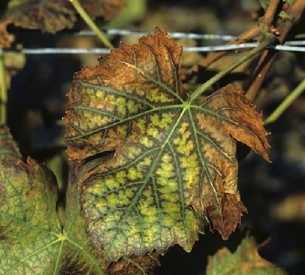 Asmada Mangan Eksikliği Nedir, Nasıl Anlaşılır? Asmada Mangan Noksanlığı