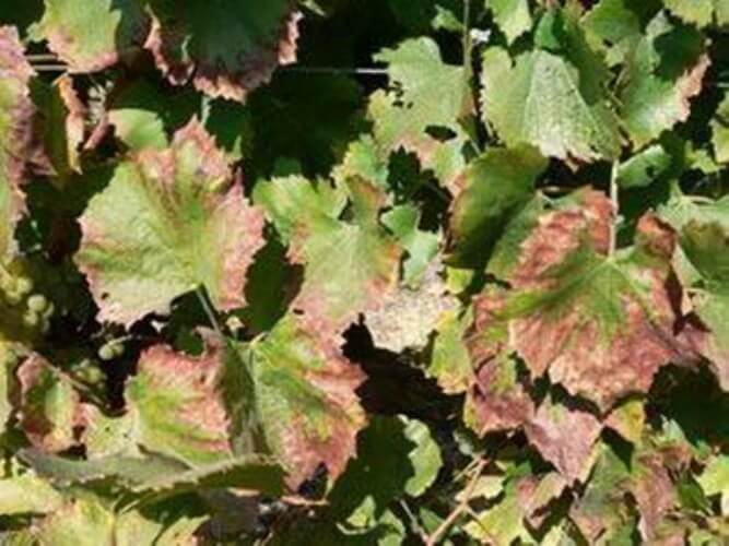 <a title='Asmada Mangan Eksikliği Nedir, Nasıl Anlaşılır?' href='https://www.muhendistarim.com.tr/konu/2699/asmada-mangan-eksikligi-nedir-nasil-anlasilir'>Asmada</a> Potasyum Eksikliği Nedir, Nasıl Anlaşılır? Asmada Potasyum Eksikliği Nedir, Nasıl Anlaşılır?