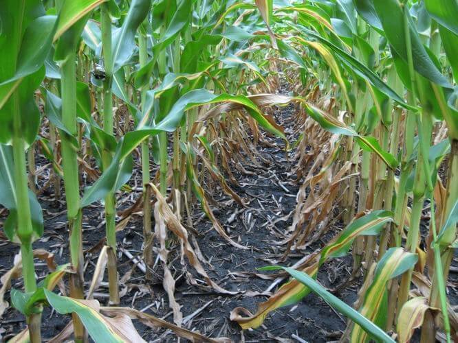 Mısır Bitkisi Azot Noksanlığı