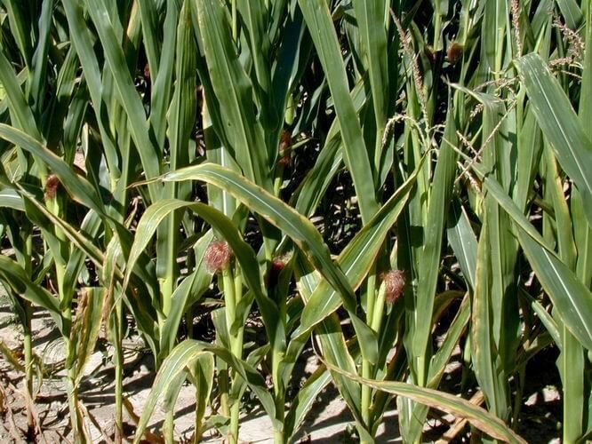 Mısır Bitkisinde Potasyum Noksanlığı