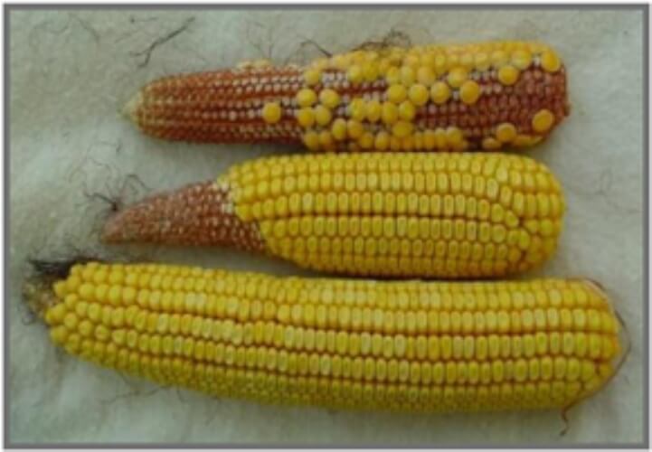 Mısırda Bor Noksanlığı