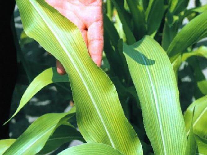 Mısırda Mangan Eksikliği Nedir, Nasıl Anlaşılır?