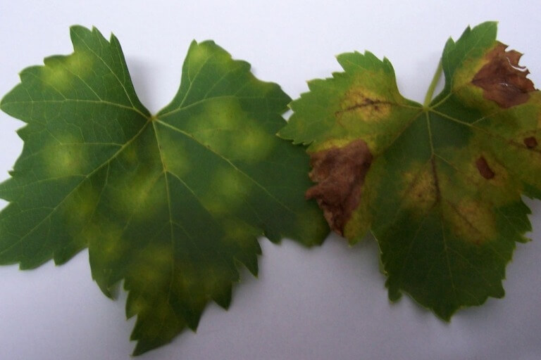 Bağ Mildiyösü Hastalığı