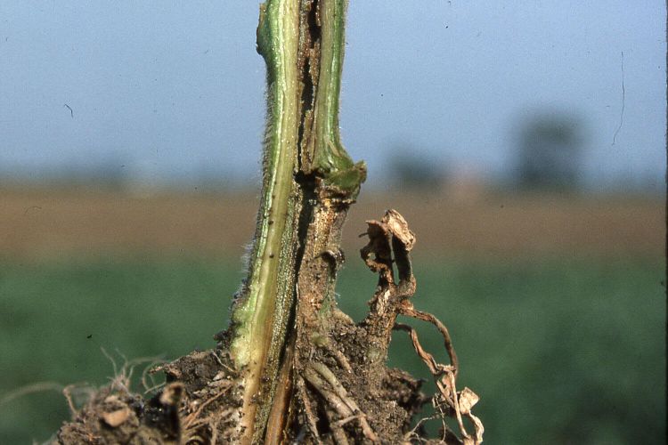 Domates Öz (Gövde) Nekrozu Hastalığı