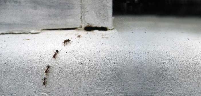 Karıncalar Kurtulmanın Yolları Nelerdir? Karıncalar Kurtulmanın Yolları