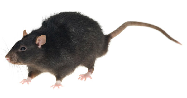 Çatı Sıçanı Nedir?