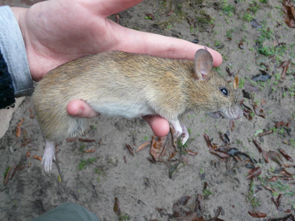 Göçmen Sıçanı Zararlısı