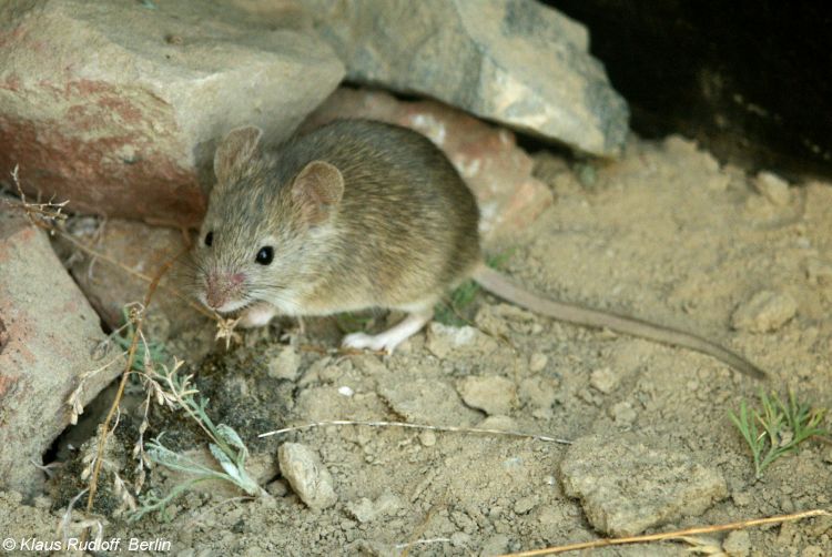 Ev Faresi Nedir? Ev Faresi Nedir?