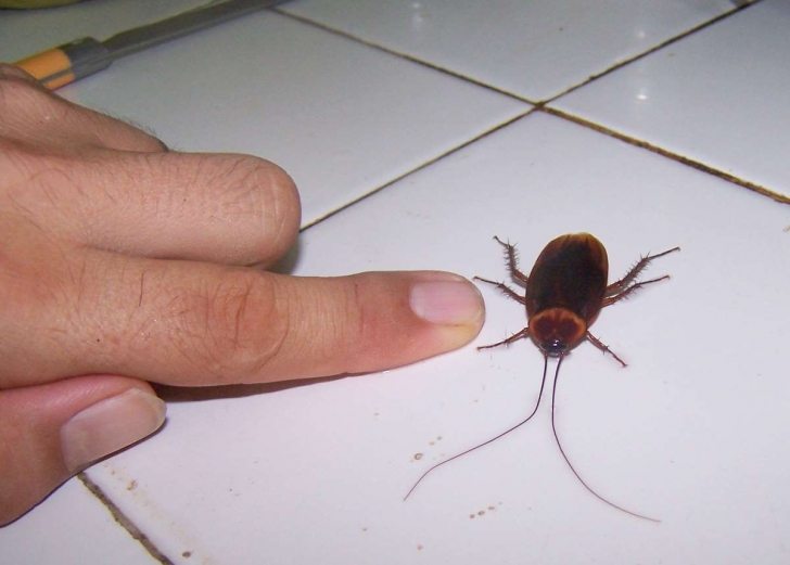 Evde Kalorifer Böceği Mücadelesi