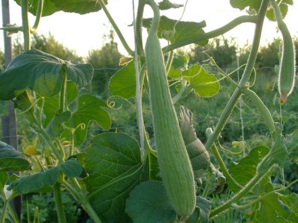 Acur Yetiştiriciliği