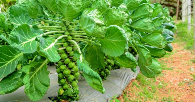 Bürüksel Lahanası Yetiştiriciliği