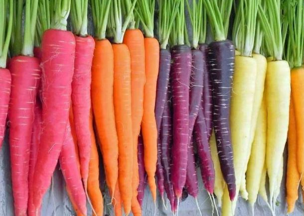 Havuç Yetiştiriciliği