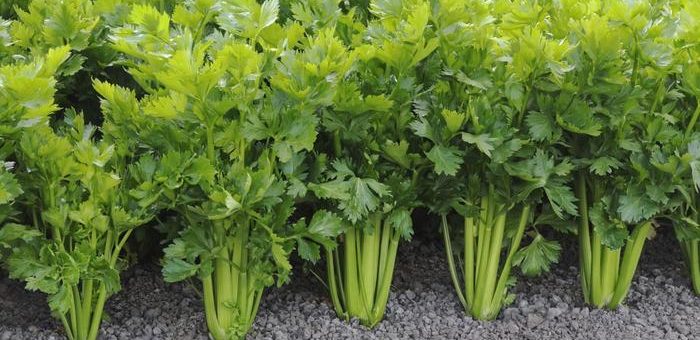 Kereviz Yetiştiriciliği