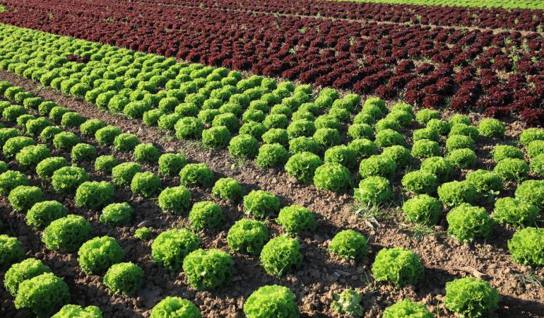 Marul Gübrelemesi Nasıl Yapılır? Marul Yetiştiriciliği