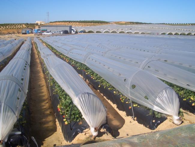 Örtüaltı Çilek Yetiştiriciliği