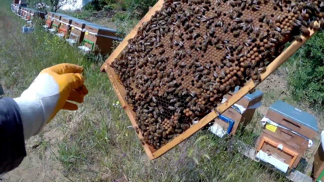 Arıcılıkta Kolonilerin Oğul Kontrolü Nasıl Yapılır?