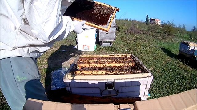 Arıcılıkta Kolonilerin Güçlendirilmesi Nasıl Yapılır?