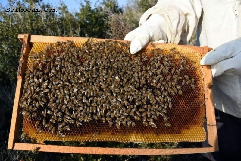 Arıcılıkta Kolonilerin Beslenmesi Nasıl Yapılır?