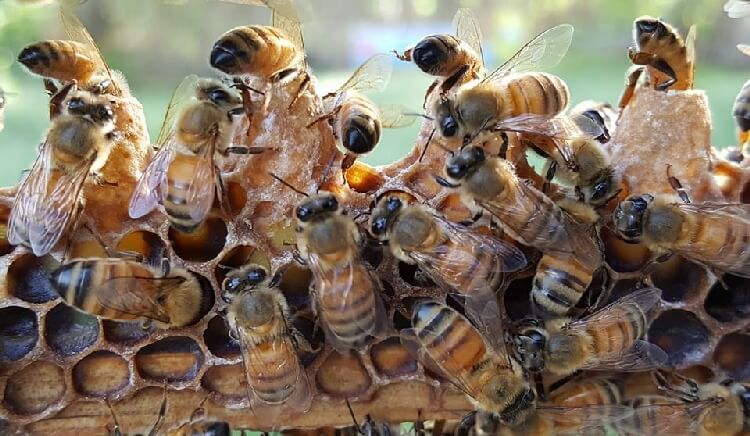 <a title='Arıcılıkta Temel Bilgiler' href='https://www.muhendistarim.com.tr/konu/4588/aricilikta-temel-bilgiler'>Arıcılıkta</a> Kolonilerin Gezdirilmesi (Flora Takibi) Nasıl Yapılır? Arıcılıkta Kolonilerin Gezdirilmesi (Flora Takibi) Nasıl Yapılır?