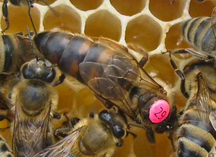 Ana Arı Nedir Görevleri Nelerdir?