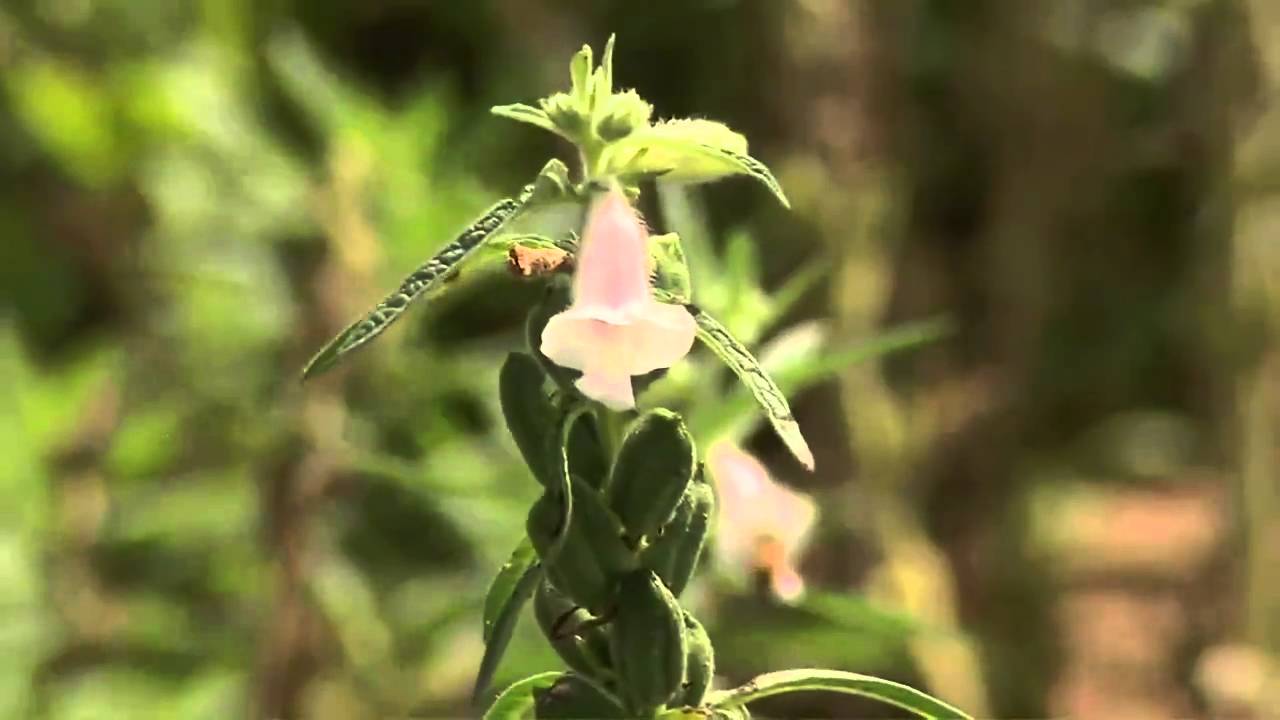 Susam Gübreleme Önerileri