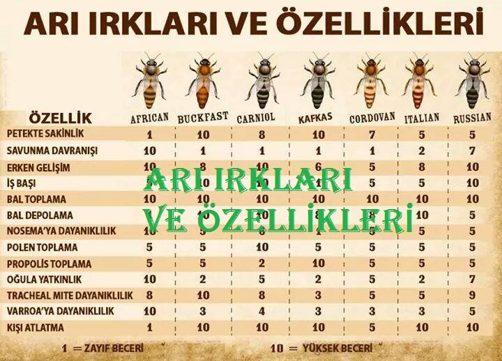Arı Irkları