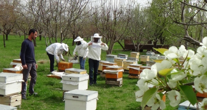 Arıcılıkta İlkbahar Bakımı