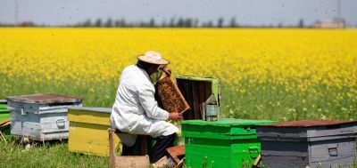 Arıcılığın Ekonomideki Önemi Nedir?