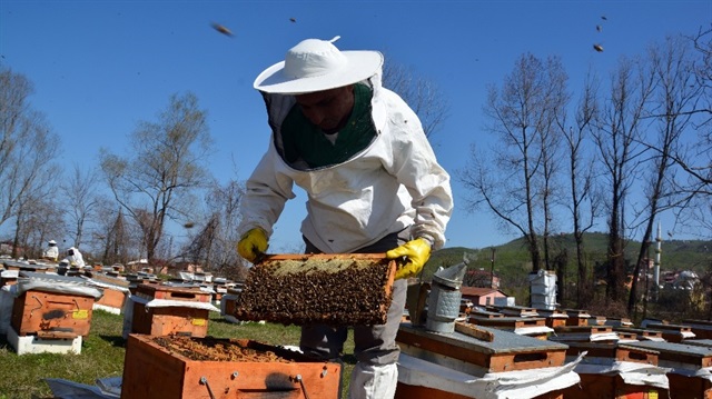 Arıcılığın Tarım İçindeki Yeri Ve Önemi Nedir?